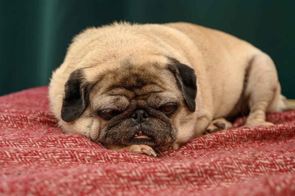 Dementia is common among dogs and cats of an advanced age. Photo: Shutterstock