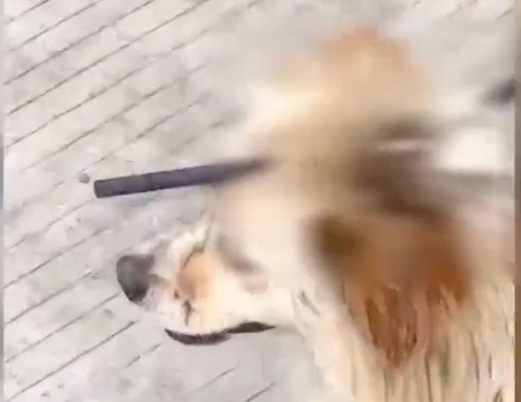 One of the arrows pierced through the little dog’s head but failed to deal a fatal blow. Photo: Guancha One of the arrows pierced through the little dog’s head but failed to deal a fatal blow. Photo: Guancha