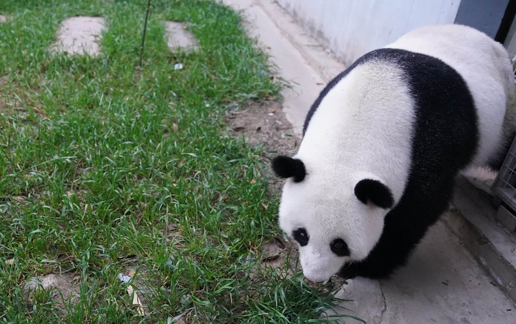 Giant panda Feng Yi enters a quarantine lair at the China Conservation and Research Centre for the Giant Panda on Sunday after leaving Malaysia. Photo: Xinhua Giant panda Feng Yi enters a quarantine lair at the China Conservation and Research Centre for the Giant Panda on Sunday after leaving Malaysia. Photo: Xinhua