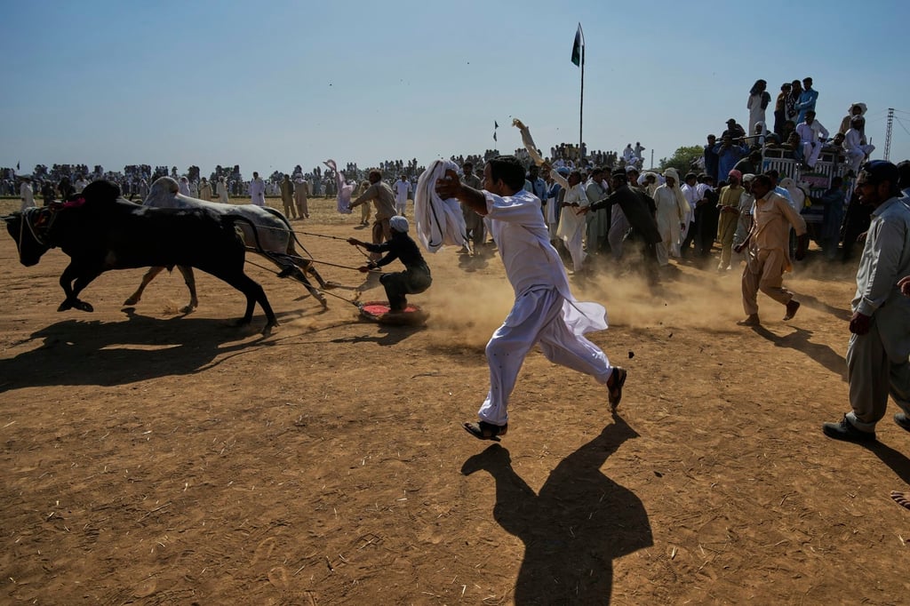Jockeys crouch on a wooden platform behind the charging animals, hanging onto the reins. Photo: AP Jockeys crouch on a wooden platform behind the charging animals, hanging onto the reins. Photo: AP