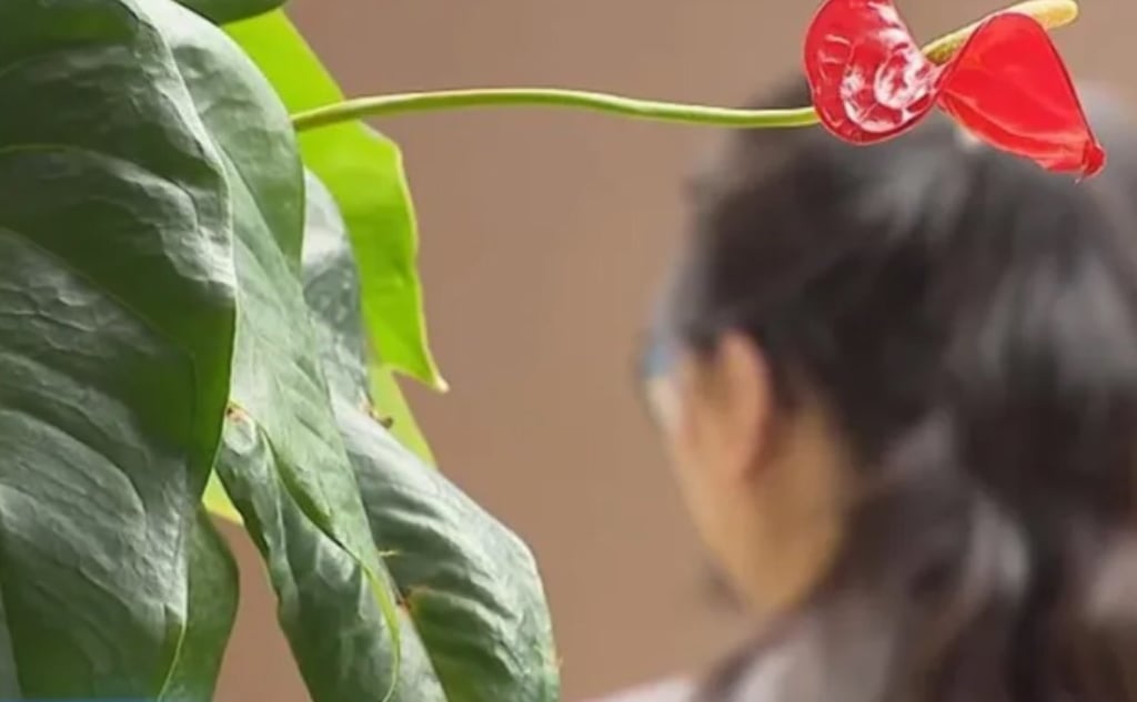 One of the unsuspecting female victims, above, sunk US$14,000 into the cattle-raising scheme. Photo: CCTV One of the unsuspecting female victims, above, sunk US$14,000 into the cattle-raising scheme. Photo: CCTV
