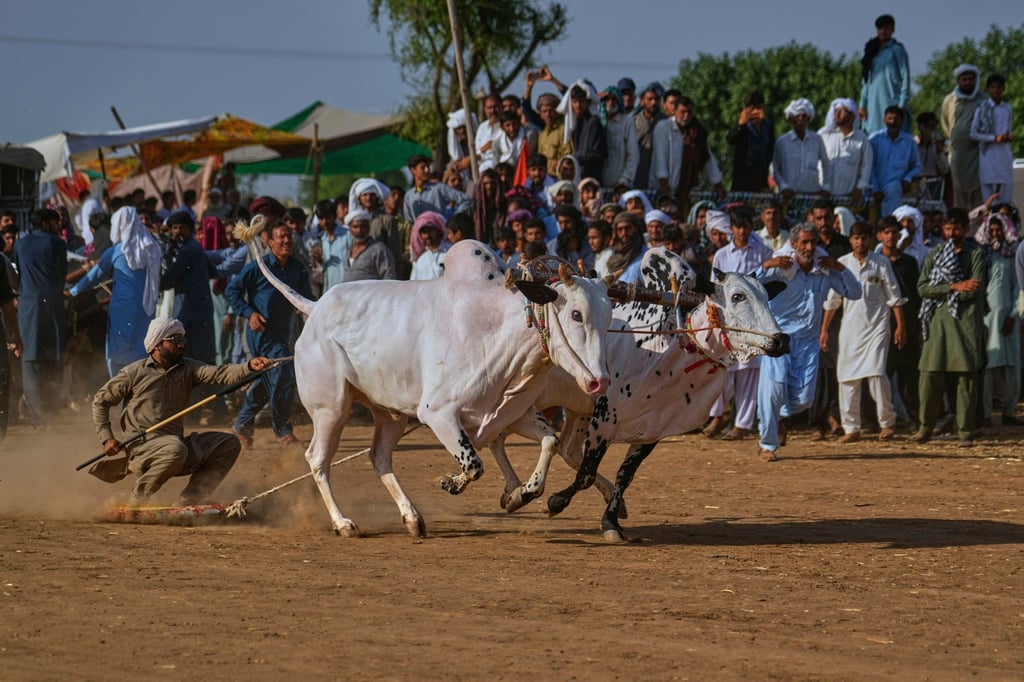 A jockey, left, controls a pair of bulls during a traditional bull race in Malal, Pakistan. Photo: AP A jockey, left, controls a pair of bulls during a traditional bull race in Malal, Pakistan. Photo: AP