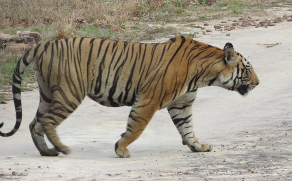 A Royal Bengal tiger in Bandhavgarh National Park, India. Photo: Tamara Hinson A Royal Bengal tiger in Bandhavgarh National Park, India. Photo: Tamara Hinson