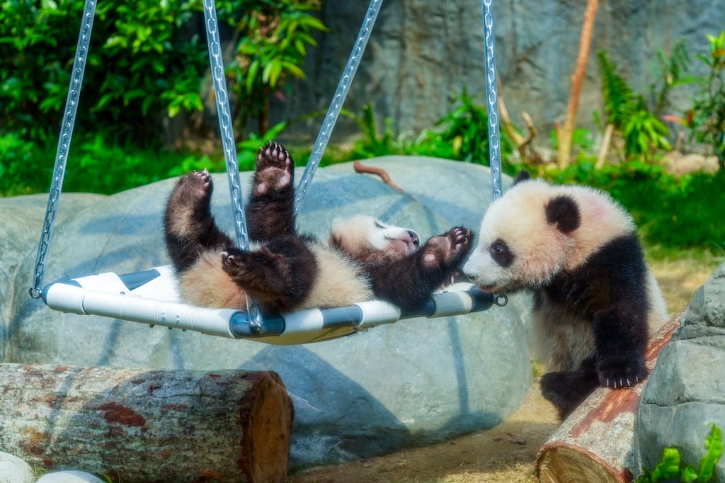 The panda twin cubs made their public debut on February 16. Photo: Eugene Lee The panda twin cubs made their public debut on February 16. Photo: Eugene Lee