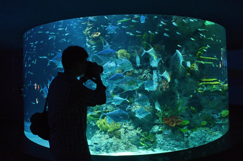 A visitors takes pictures through a viewing panel at the old SEA aquarium on Sentosa Island. Photo: AFP