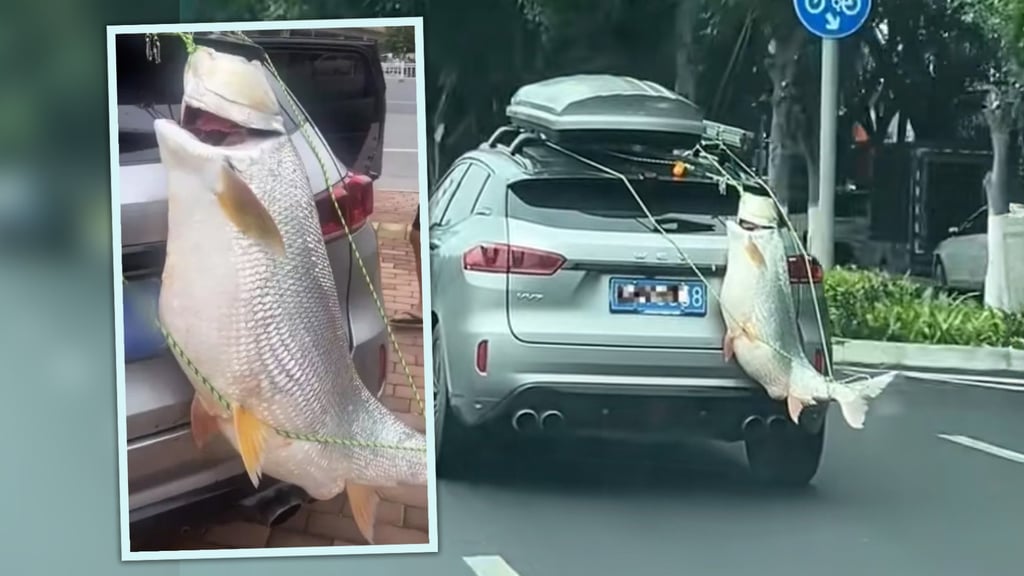 A Chinese fishing enthusiast has been slapped with a fine after he attached a huge fish he had caught from the back of his car as a trophy. Photo: SCMP composite/Douyin A Chinese fishing enthusiast has been slapped with a fine after he attached a huge fish he had caught from the back of his car as a trophy. Photo: SCMP composite/Douyin