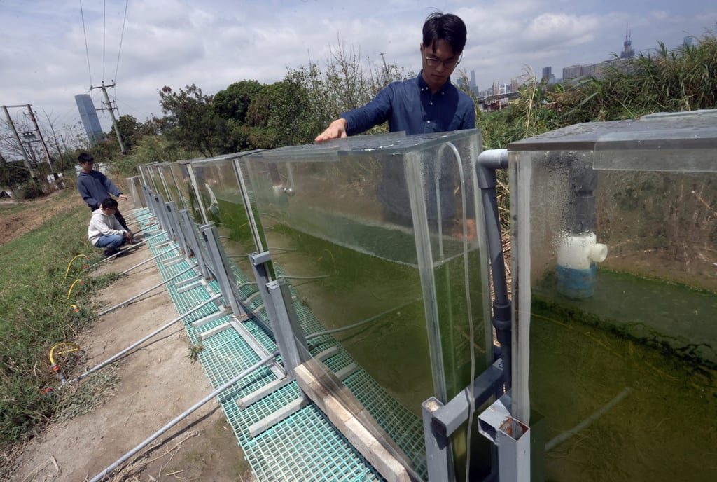 Alcarbo Technologies’ outdoor algae-based carbon-capture facility is designed to be scalable and adaptable to different environments. Photo: Jonathan Wong