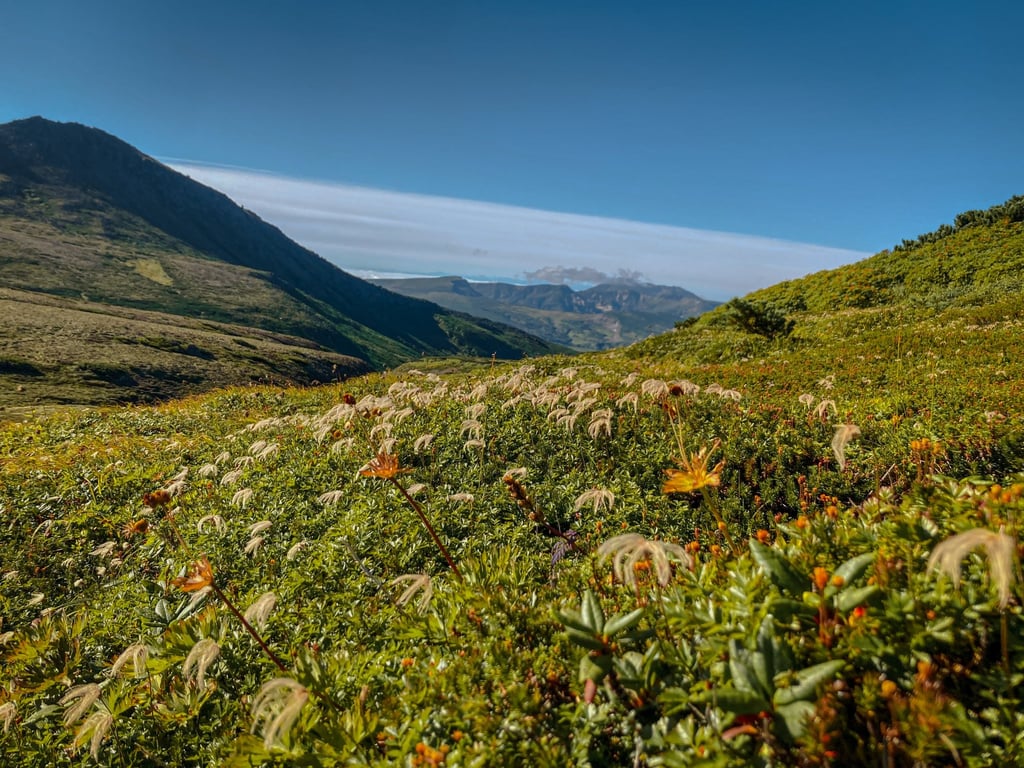 The flowers of the Aleutian avens turn into white featherlike seed pods in late summer. Photo: Cameron Dueck The flowers of the Aleutian avens turn into white featherlike seed pods in late summer. Photo: Cameron Dueck