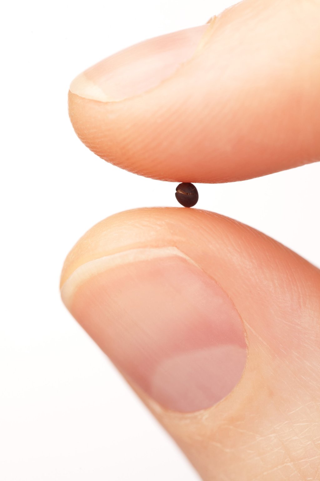 Brown and black mustard seeds are much more pungent than the lighter coloured ones because they contain sinigrin. Photo: Shutterstock Brown and black mustard seeds are much more pungent than the lighter coloured ones because they contain sinigrin. Photo: Shutterstock