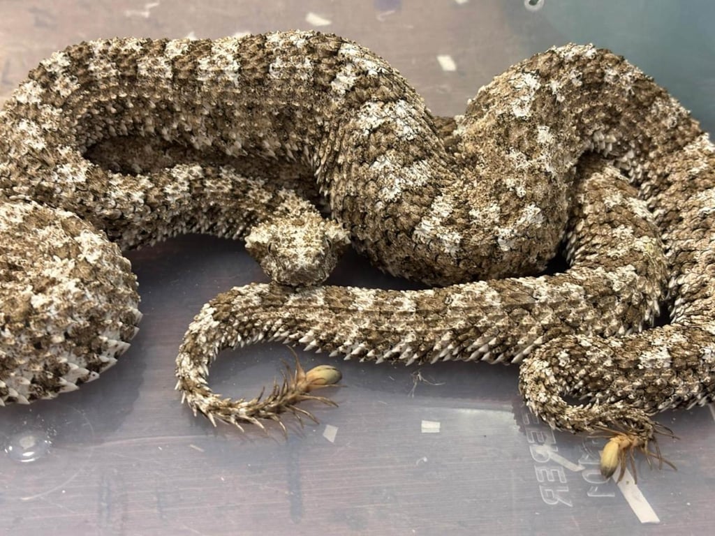 Three spider-tailed horned vipers were also found in the passenger’s luggage on Sunday. Photo: X/MumbaiCus3