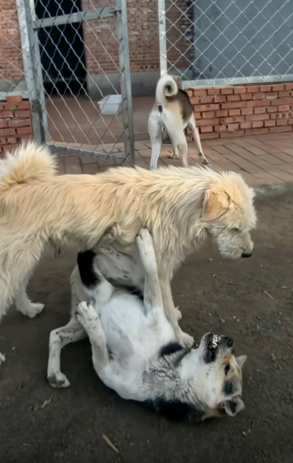 In a widely shared video, Changmao gently places a paw on the neck of a tense dog, defusing the conflict without uttering a single bark. Photo: Douyin In a widely shared video, Changmao gently places a paw on the neck of a tense dog, defusing the conflict without uttering a single bark. Photo: Douyin