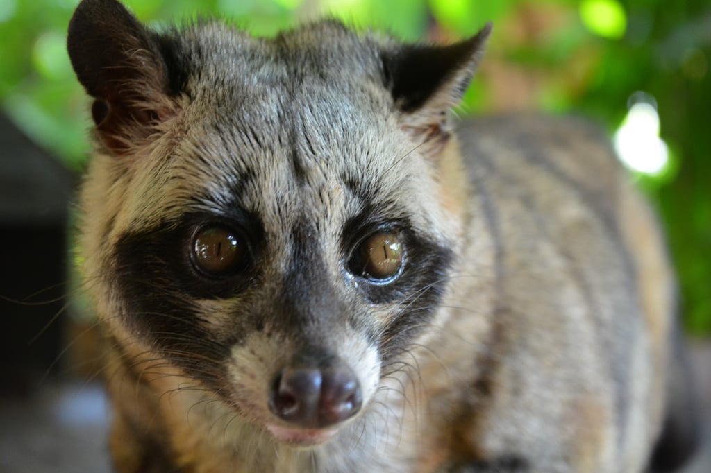 Civet cats are a valuable asset in Vietnam because of their use in the production of coffee. Photo: Shutterstock Civet cats are a valuable asset in Vietnam because of their use in the production of coffee. Photo: Shutterstock