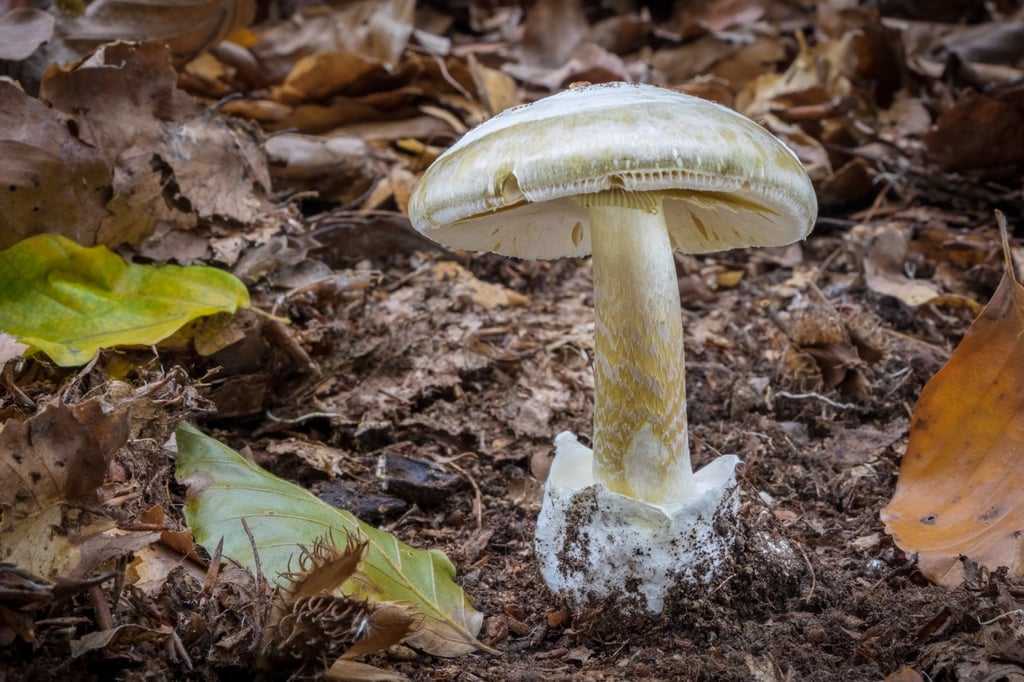 The Amanita phalloides is commonly known as the death cap. Photo: Shutterstock