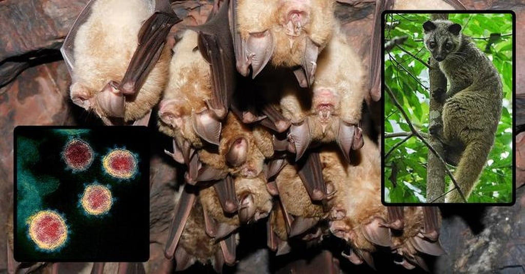 Horseshoe bats are the primary host for the ancestor of the viruses behind Covid-19 and the Sars outbreak of 2002-2004. Photo: Handout Horseshoe bats are the primary host for the ancestor of the viruses behind Covid-19 and the Sars outbreak of 2002-2004. Photo: Handout