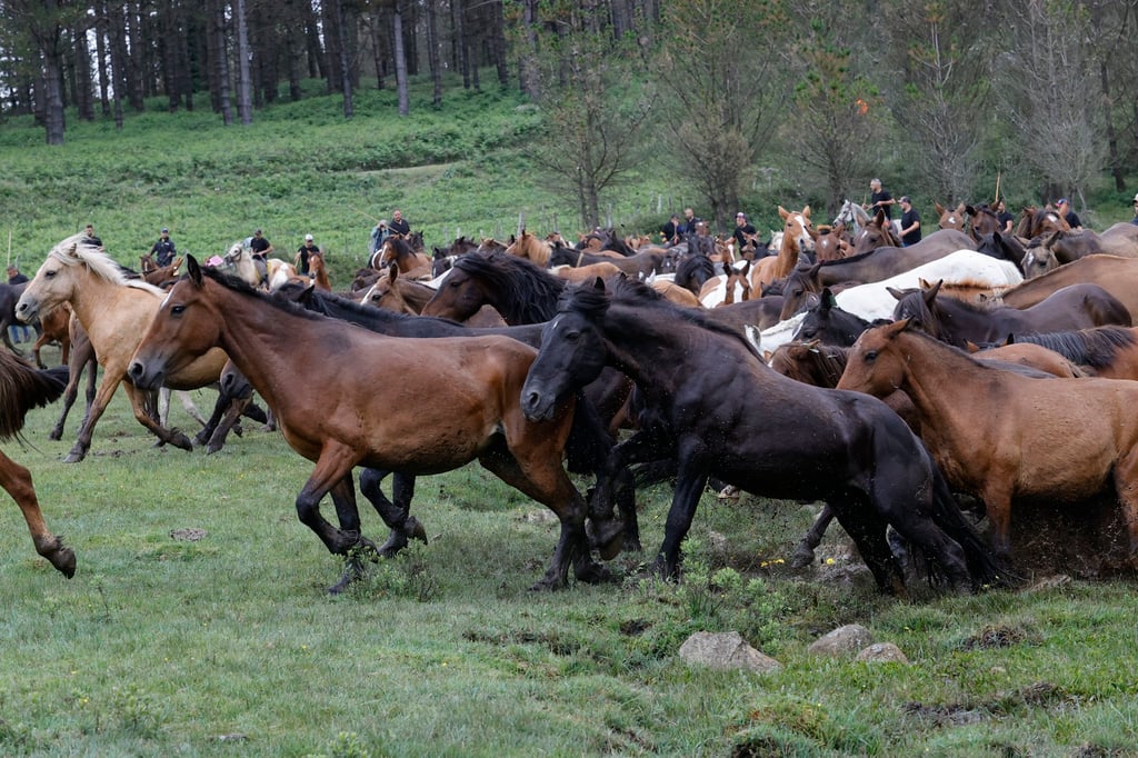 In Chinese culture, horses are considered to be blessed with stamina and strength. Photo: EPA-EFE In Chinese culture, horses are considered to be blessed with stamina and strength. Photo: EPA-EFE