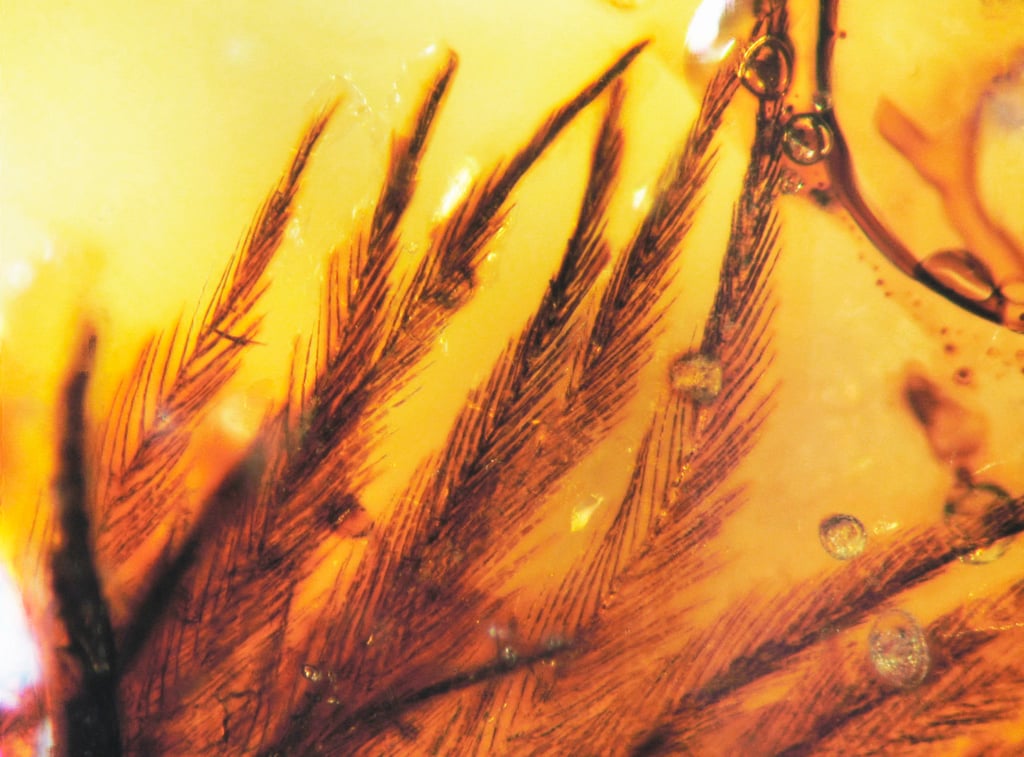 Fossils preserved in amber offer a unique opportunity to study soft structures, as objects stuck in the hardened tree resin remain trapped in time. Photo: AP/Science Fossils preserved in amber offer a unique opportunity to study soft structures, as objects stuck in the hardened tree resin remain trapped in time. Photo: AP/Science