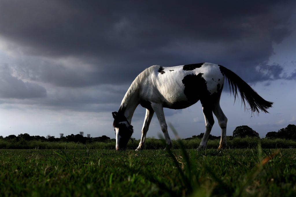 Those born in a Horse year are said to be passionate and protective. Photo: EPA-EFE Those born in a Horse year are said to be passionate and protective. Photo: EPA-EFE