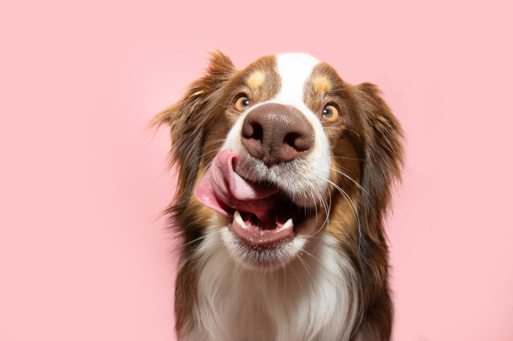 There are a lot of claims surrounding dog food, so check that nutritional information is supported by a credible source. Photo: Shutterstock