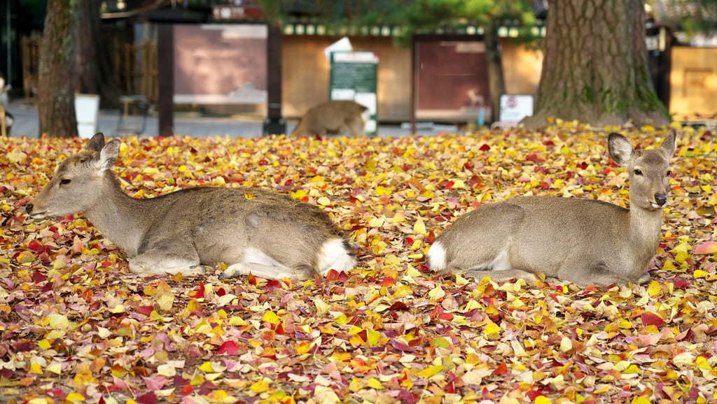 About 1,400 deer live within the 502 hectares of Nara Park. Photo: Getty Images About 1,400 deer live within the 502 hectares of Nara Park. Photo: Getty Images