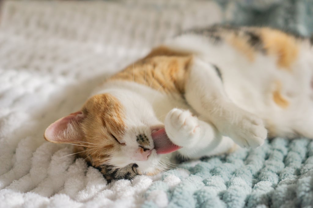 Animal hair is not the trigger for reactions; the allergens are in the dander and the saliva. Photo: Shutterstock Animal hair is not the trigger for reactions; the allergens are in the dander and the saliva. Photo: Shutterstock