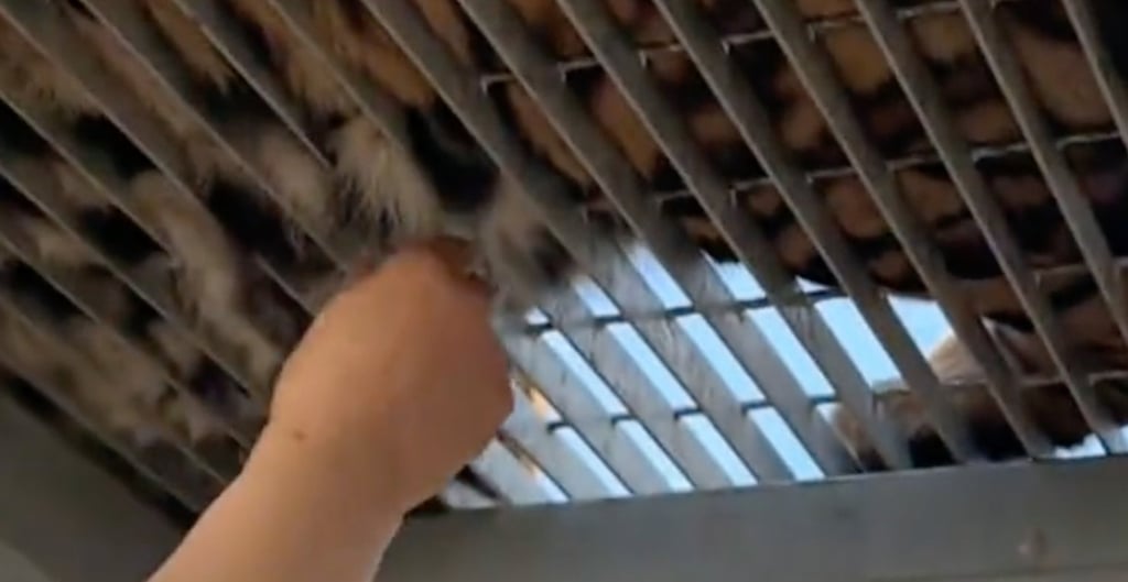 A video of the incident shows tourists plucking tufts of hair from the big cat through a metal fence. Photo: handout A video of the incident shows tourists plucking tufts of hair from the big cat through a metal fence. Photo: handout