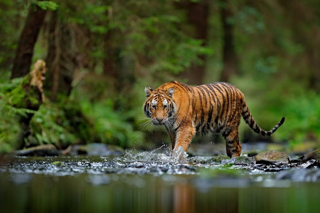 Pengamat daring bereaksi marah terhadap kejenakaan para pengunjung yang suka mencabuti rambut dan menyarankan agar kebun binatang memasang penghalang untuk menghentikan perilaku seperti itu di masa mendatang. Foto: Shutterstock