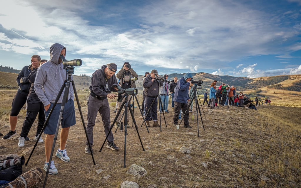 Wolf-watching is a hugely popular activity in Yellowstone National Park and draws plenty of photographers. Photo: Daniel Allen