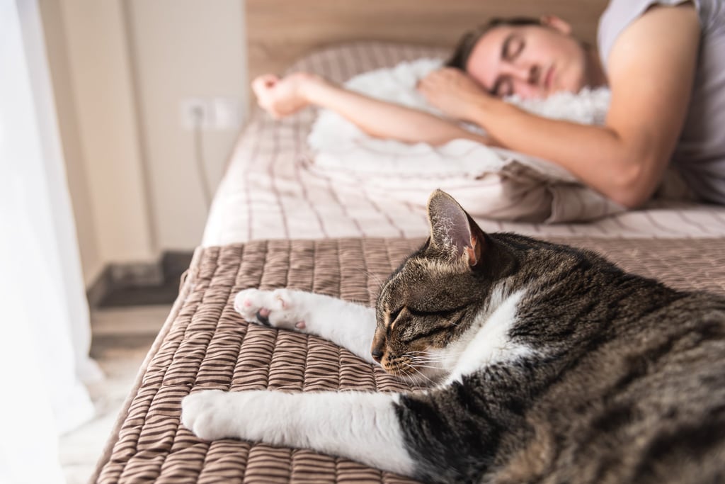 Pet owners may be less inclined to report problems when surveyed because they do not believe their beloved pets cause problems. Photo: Shutterstock