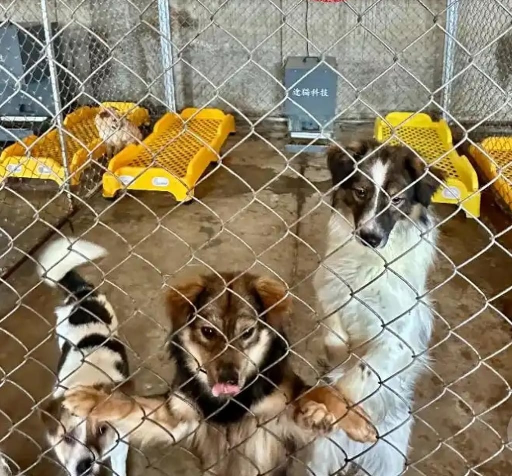 Starting with only 10 dogs and no staff in 2020, Yang has now rescued over 200 dogs and gathered 8,000 volunteers, with aspirations to expand further in the future. Photo: Interviewees/Baidu Starting with only 10 dogs and no staff in 2020, Yang has now rescued over 200 dogs and gathered 8,000 volunteers, with aspirations to expand further in the future. Photo: Interviewees/Baidu