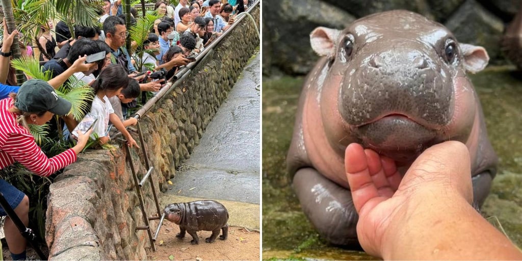Moo Deng has gained international fame, with media coverage attracting over 2 million followers combined, while long lines of enthusiastic visitors gather outside her enclosure each day. Photo: Facebook/Khao Kheow Open Zoo Moo Deng has gained international fame, with media coverage attracting over 2 million followers combined, while long lines of enthusiastic visitors gather outside her enclosure each day. Photo: Facebook/Khao Kheow Open Zoo
