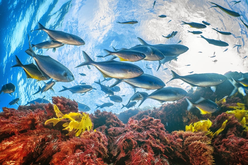 A school of trevally swims through an underwater algae forest off the coast of New Zealand. Photo: Rolex/Cristina Mittermeier
