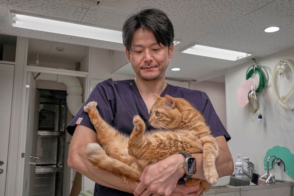 A veterinary surgeon holds a bobtail cat at his practice in Tokyo. Veterinarians have been advised on what to look out for in infected animals and the precautions they should take to avoid being bitten by a tick. Photo: AP A veterinary surgeon holds a bobtail cat at his practice in Tokyo. Veterinarians have been advised on what to look out for in infected animals and the precautions they should take to avoid being bitten by a tick. Photo: AP