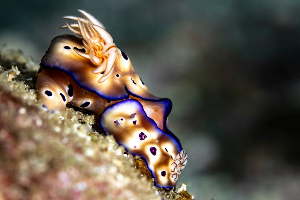 A pair of nudibranchs, which are a type of mollusc, rest on a piece of coral near the Raja Ampat islands in Indonesia. Photo: Rolex/Cristina Mittermeier