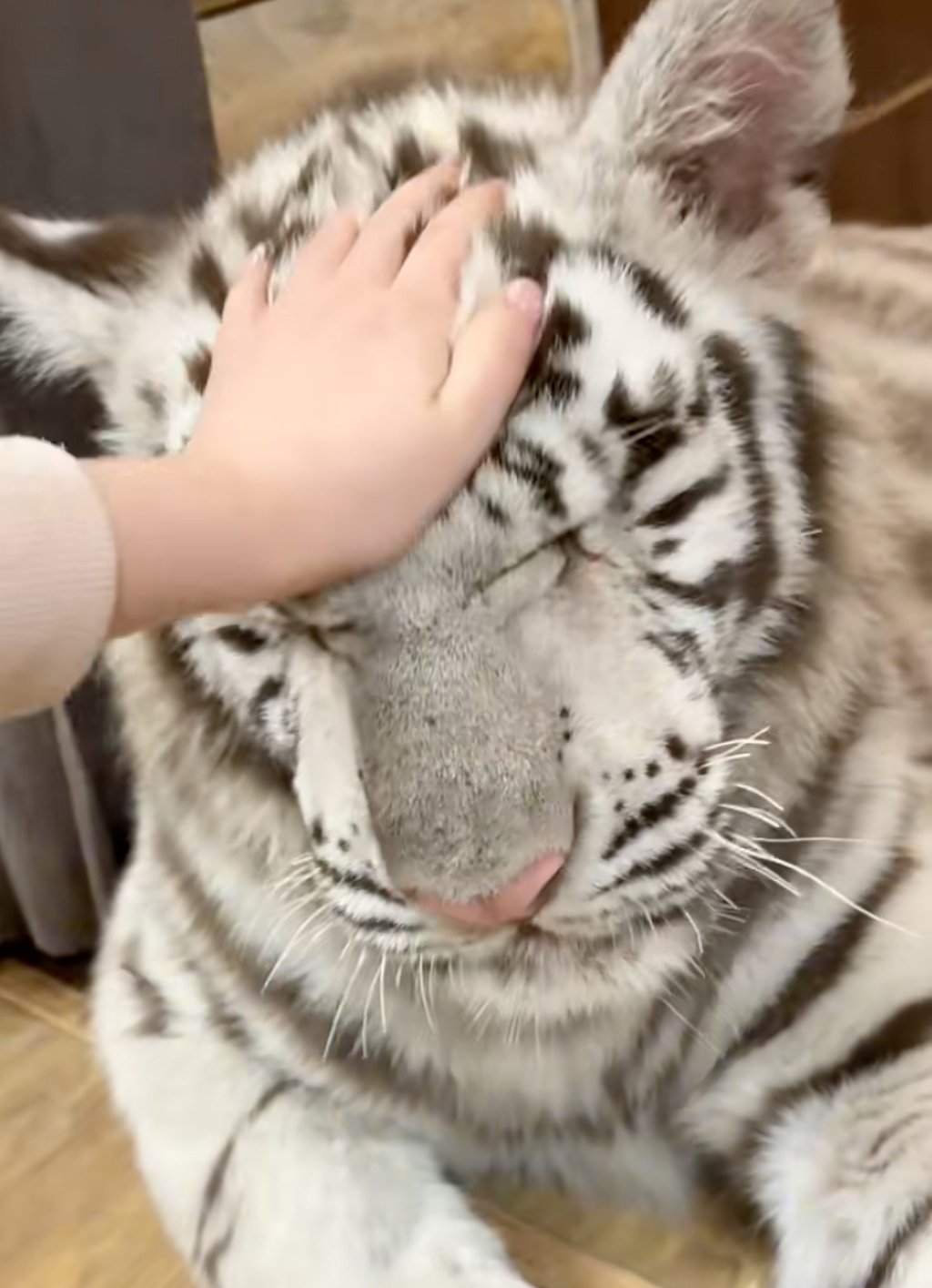 The playful baby big cat has captivated millions online with her cute and silly behaviour. Photo: Handout
