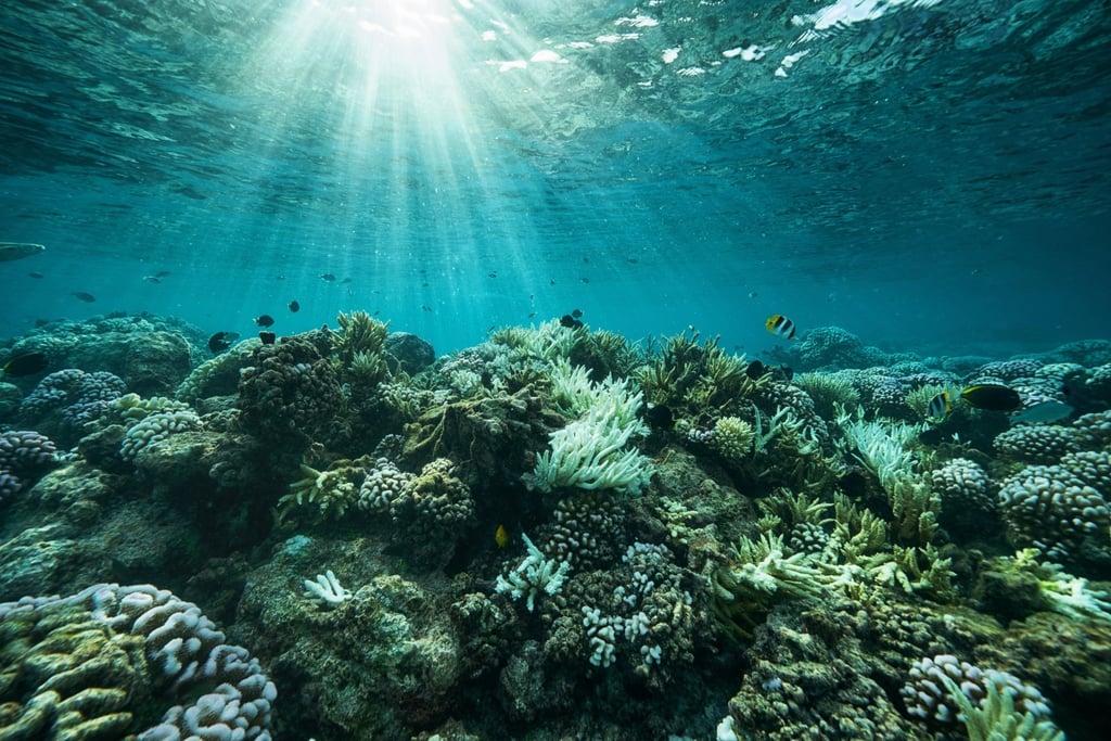 Sunlight illuminates a bleached coral reef off the coast of French Polynesia. Photo: Rolex/Cristina Mittermeier