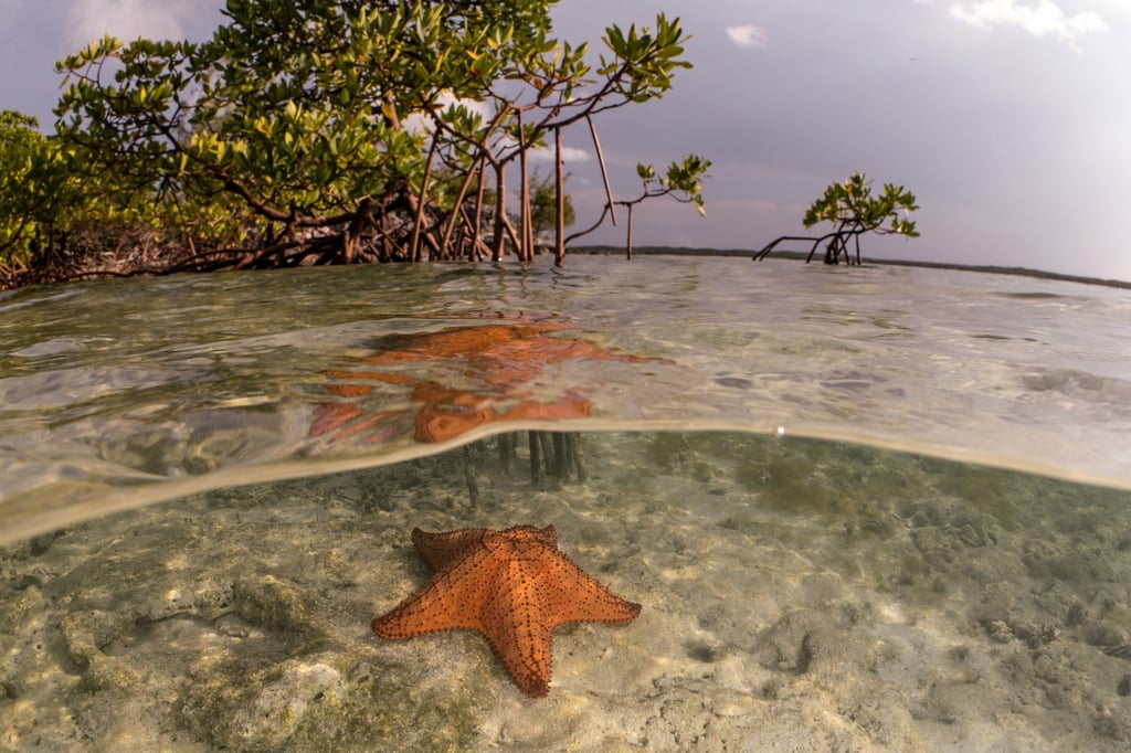 A star fish rests beneath the calm waters of a mangrove in the Bahamas. Photo: Rolex/Cristina Mittermeier