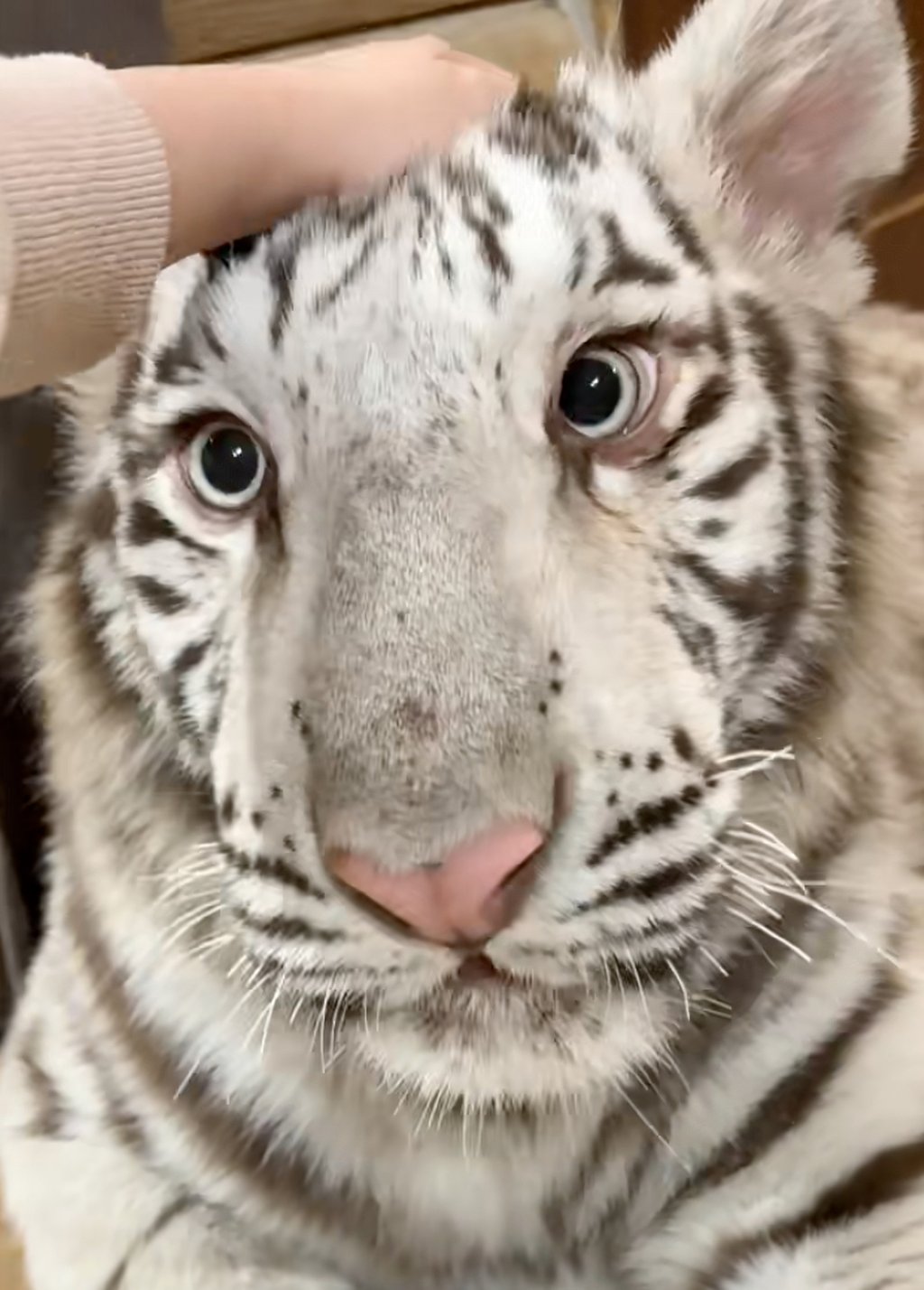 Million Gong, the Bengal tiger, was given the name because of her market value. Photo: Handout