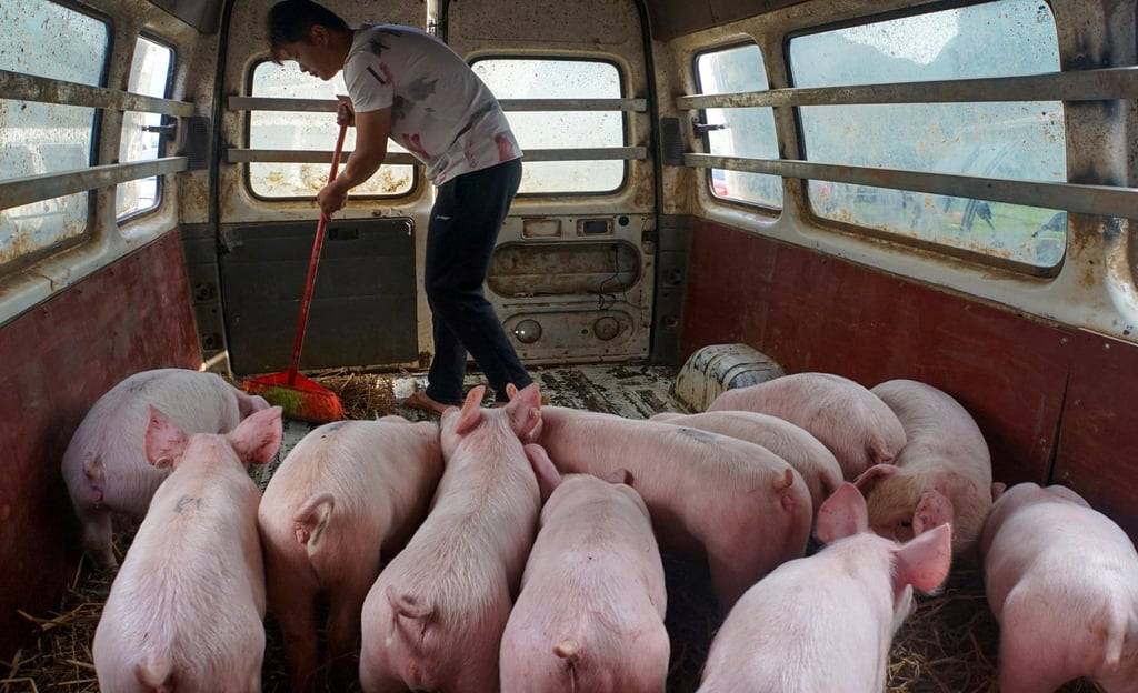 A man tends to pigs in China’s Guangxi Zhuang autonomous region. Photo: Reuters