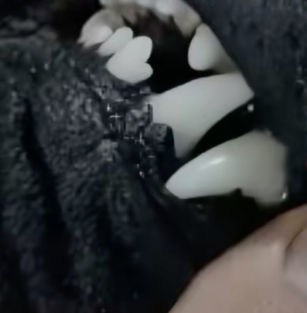 The people holding the live streams pull open the mouths of black dogs and extract their teeth. Photo: handout