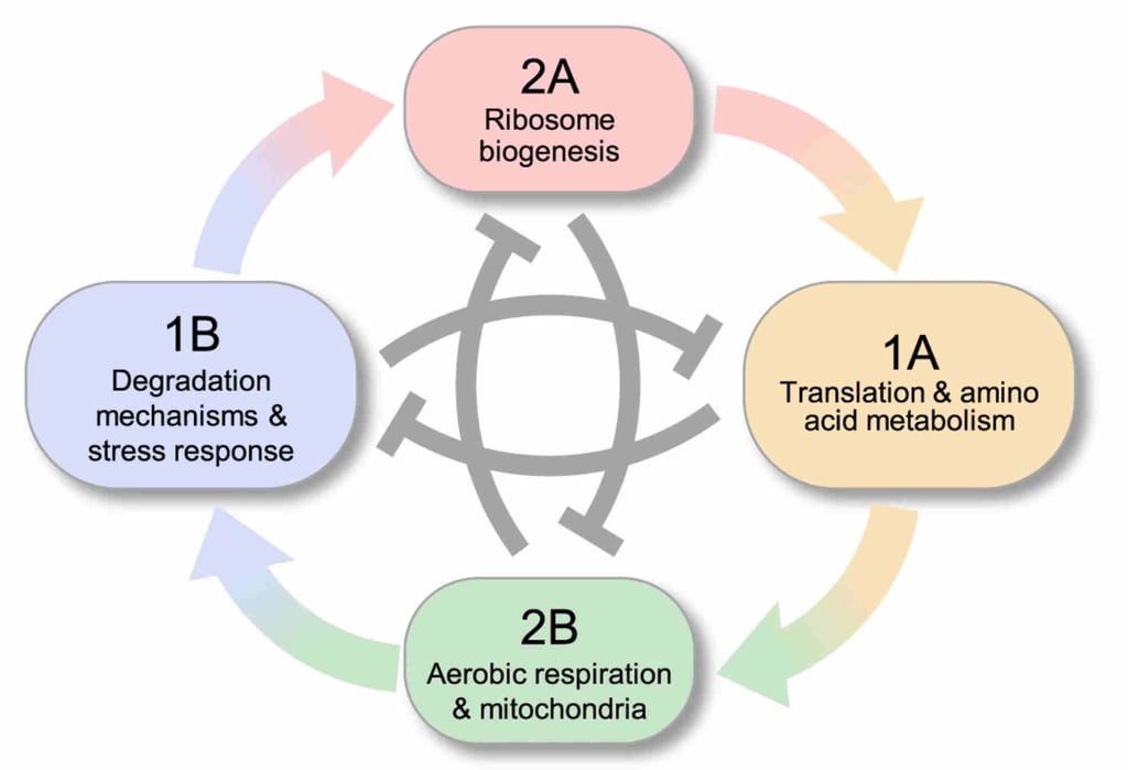The researchers’ model of mutual promotion and restraint in the metabolic cycle of wild yeast. Photo: Handout The researchers’ model of mutual promotion and restraint in the metabolic cycle of wild yeast. Photo: Handout