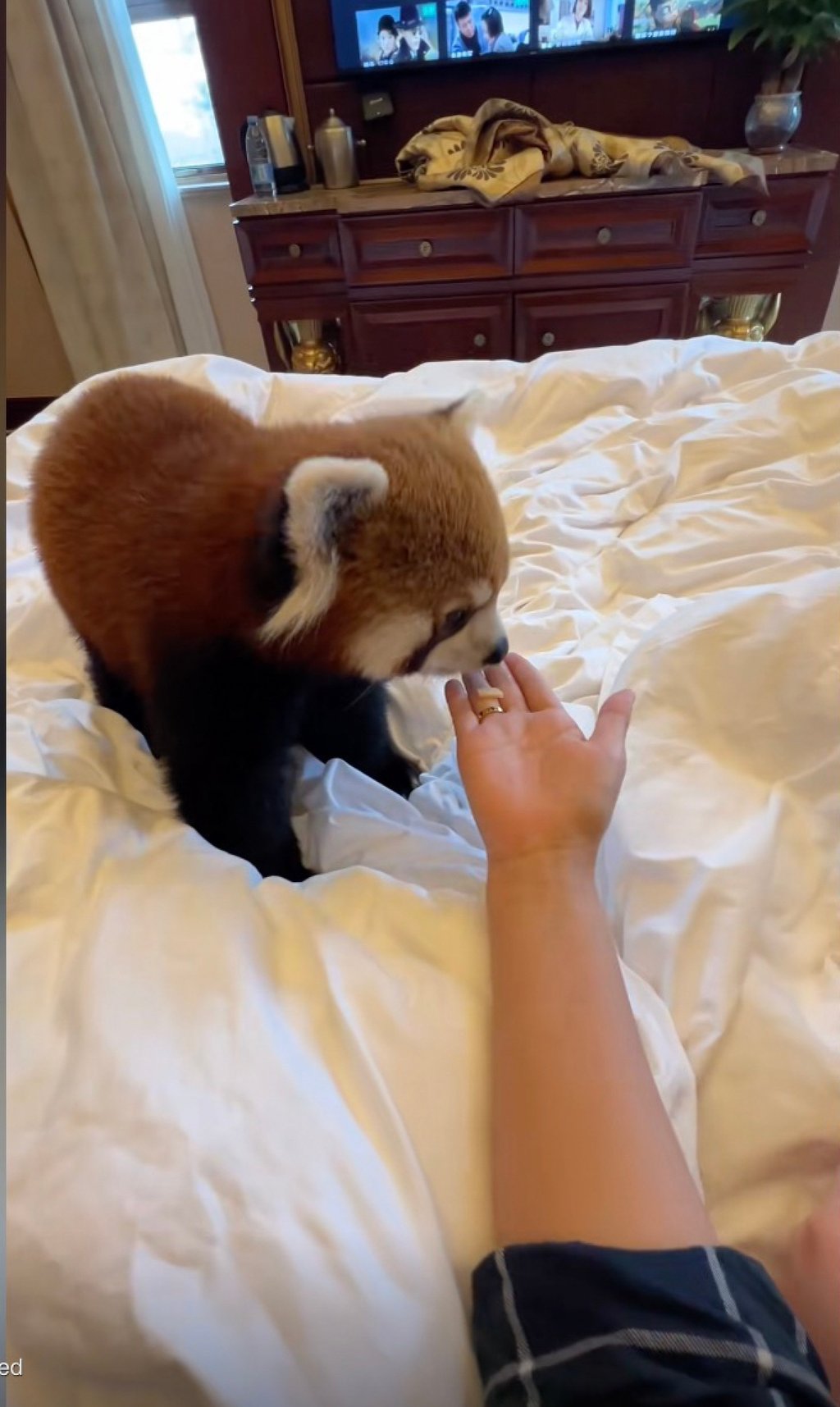 In the footage, the animal playfully climbs onto beds and desks in hotel rooms, where guests are encouraged to pet and feed it. Photo: Douyin In the footage, the animal playfully climbs onto beds and desks in hotel rooms, where guests are encouraged to pet and feed it. Photo: Douyin