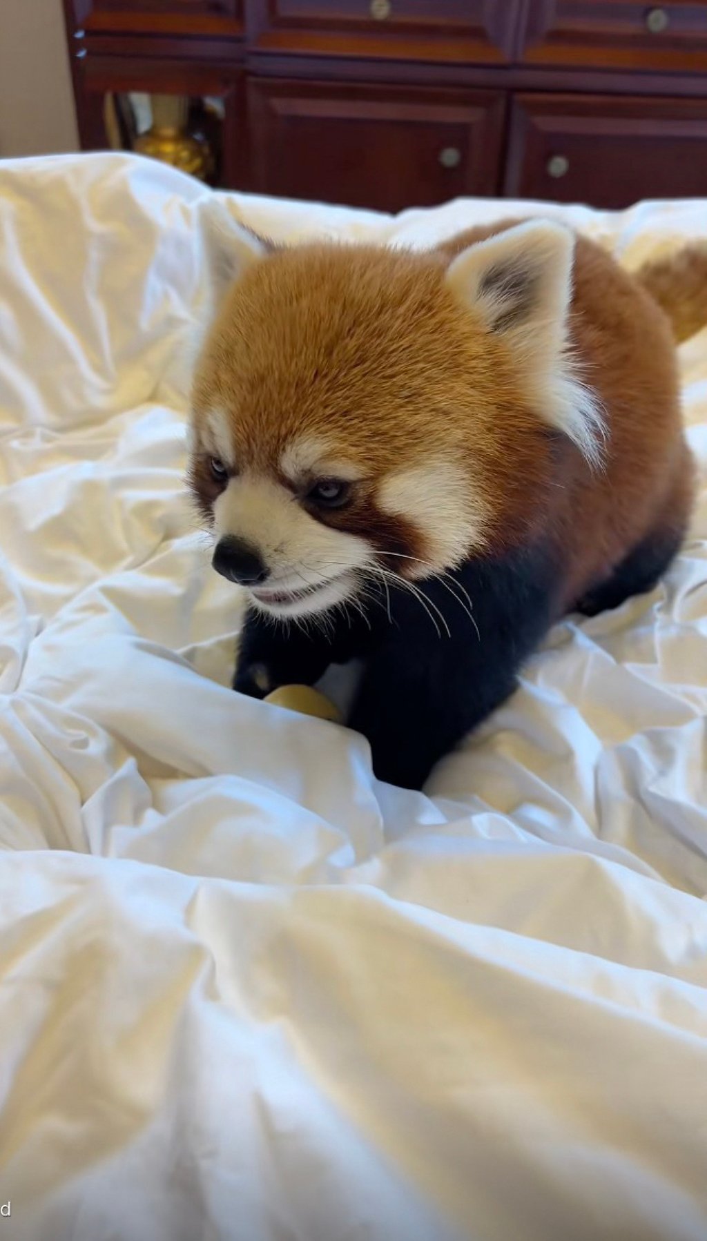 The hotel has four red panda “staff members”, including an adult red panda, around two years old, that provided the morning call service. Photo: Douyin The hotel has four red panda “staff members”, including an adult red panda, around two years old, that provided the morning call service. Photo: Douyin
