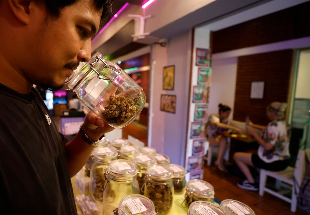 A vendor tests cannabis aroma for sale at a cannabis shop in Bangkok. Photo: EPA-EFE A vendor tests cannabis aroma for sale at a cannabis shop in Bangkok. Photo: EPA-EFE