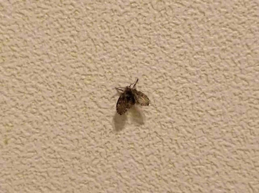 The tiny moths are particularly prevalent in southern China because of the humid summer weather. Photo: 163.com The tiny moths are particularly prevalent in southern China because of the humid summer weather. Photo: 163.com