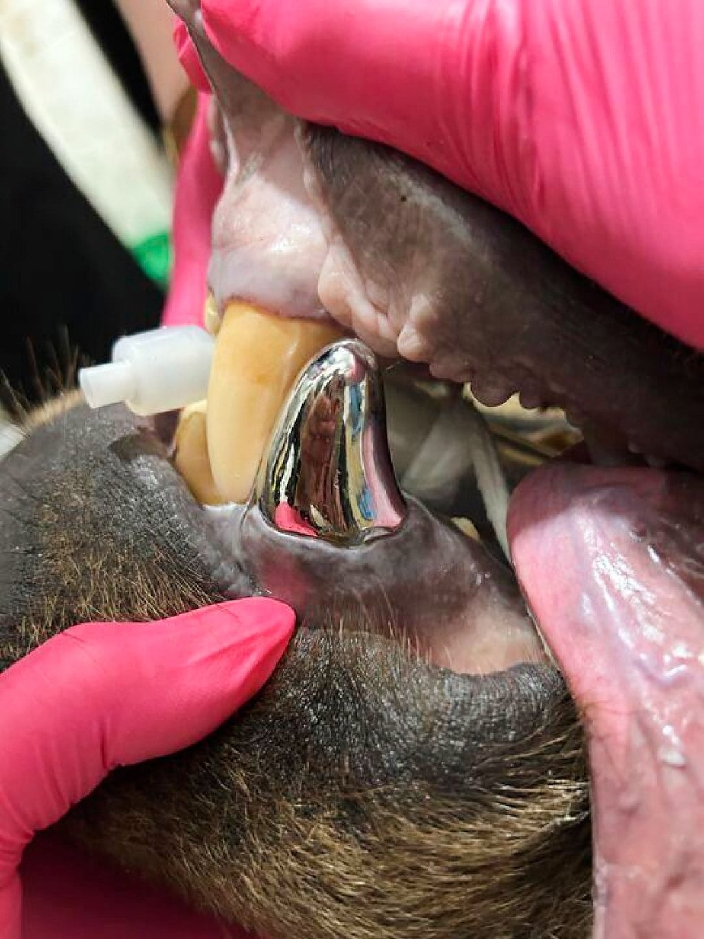 Tundra is fitted with a new metal canine at the Lake Superior Zoo in Duluth on Monday. Photo: Lake Superior Zoo via AP Tundra is fitted with a new metal canine at the Lake Superior Zoo in Duluth on Monday. Photo: Lake Superior Zoo via AP