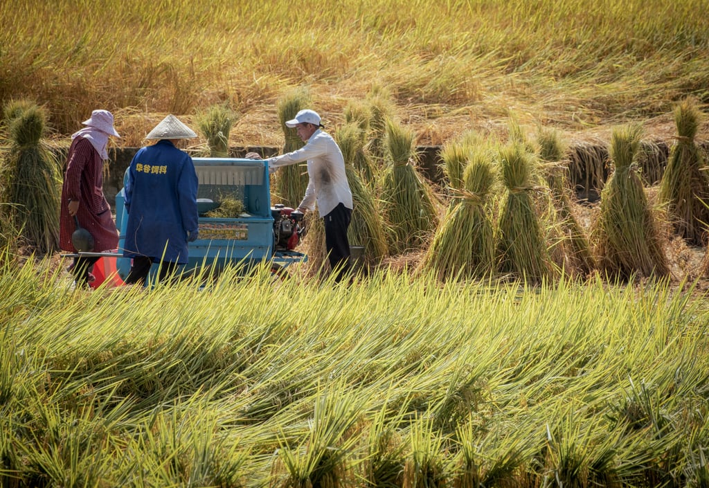 Wanfenglin labourers cut grass and arrange it into haystacks. Photo: Chan Kit Yeng