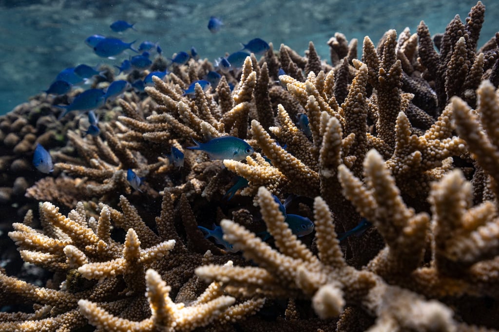A coral reef in Teahupo’o, Tahiti. French Polynesia aims to protect more than 1 million sq km of its waters. Photo: Reuters A coral reef in Teahupo’o, Tahiti. French Polynesia aims to protect more than 1 million sq km of its waters. Photo: Reuters