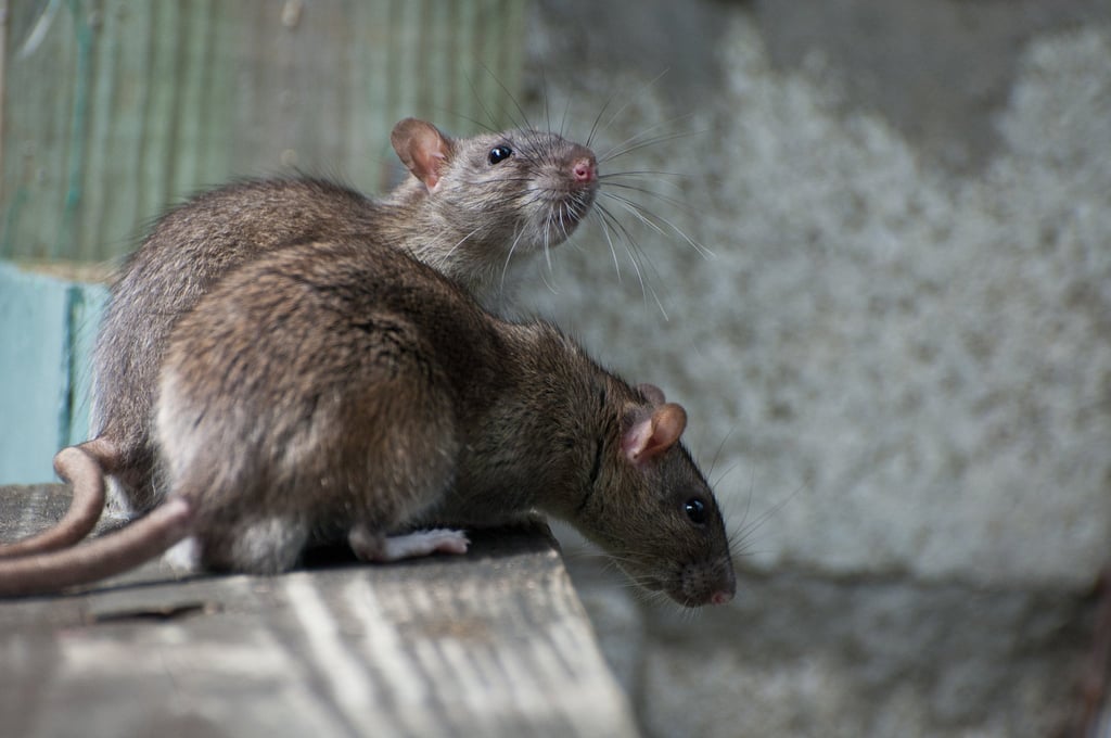 The hantavirus pulmonary syndrome was in the news recently following the death of Hollywood actor Gene Hackman and his wife Betsy Arakawa in Februay. Photo: Shutterstock The hantavirus pulmonary syndrome was in the news recently following the death of Hollywood actor Gene Hackman and his wife Betsy Arakawa in Februay. Photo: Shutterstock
