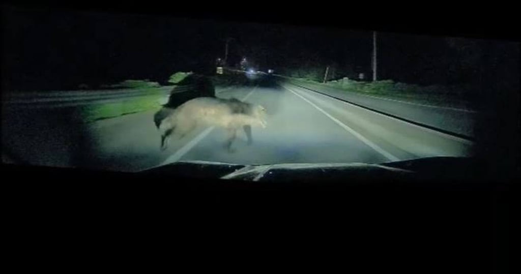 Screengrab from a dashcam camera as a bear runs across the road on June 17 in Hokkaido. Photo: Hokkaido Prefectural Police Screengrab from a dashcam camera as a bear runs across the road on June 17 in Hokkaido. Photo: Hokkaido Prefectural Police