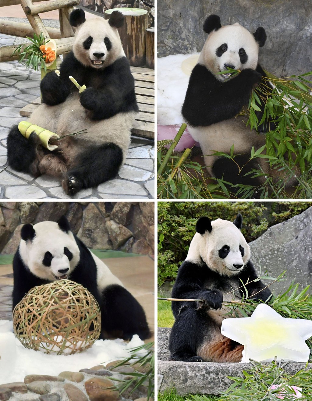 Giant pandas (clockwise from top) Rauhin, Yuihin, Fuhin and Saihin, at Adventure World in Shirahama, Wakayama prefecture. Photo: Kyodo Giant pandas (clockwise from top) Rauhin, Yuihin, Fuhin and Saihin, at Adventure World in Shirahama, Wakayama prefecture. Photo: Kyodo